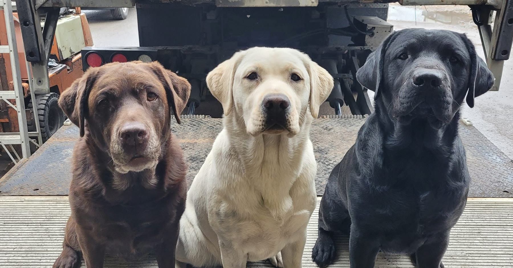 A chocolate, a yellow and a black Labrador Retriever sitting side by side on a truck tailgate
