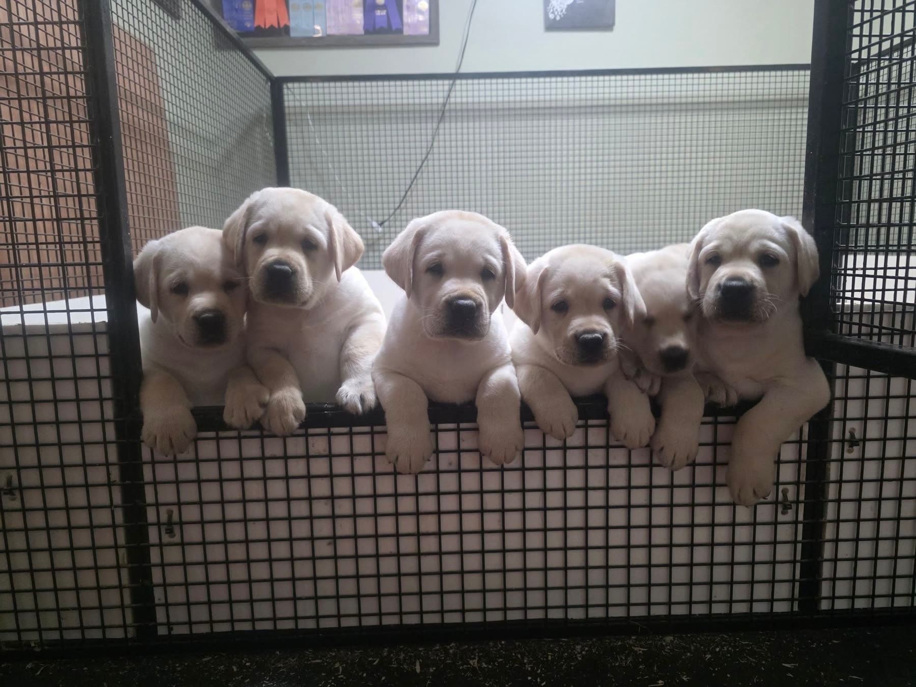 Five yellow Labrador puppies peeking over the edge of their pen