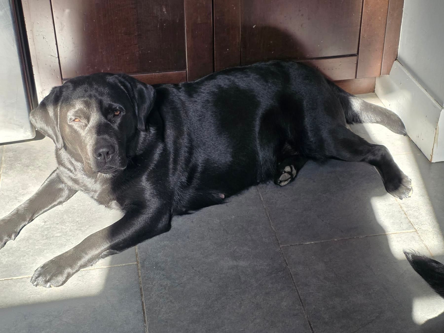 Quill, a black Labrador, resting on the kitchen floor during her pregnancy
