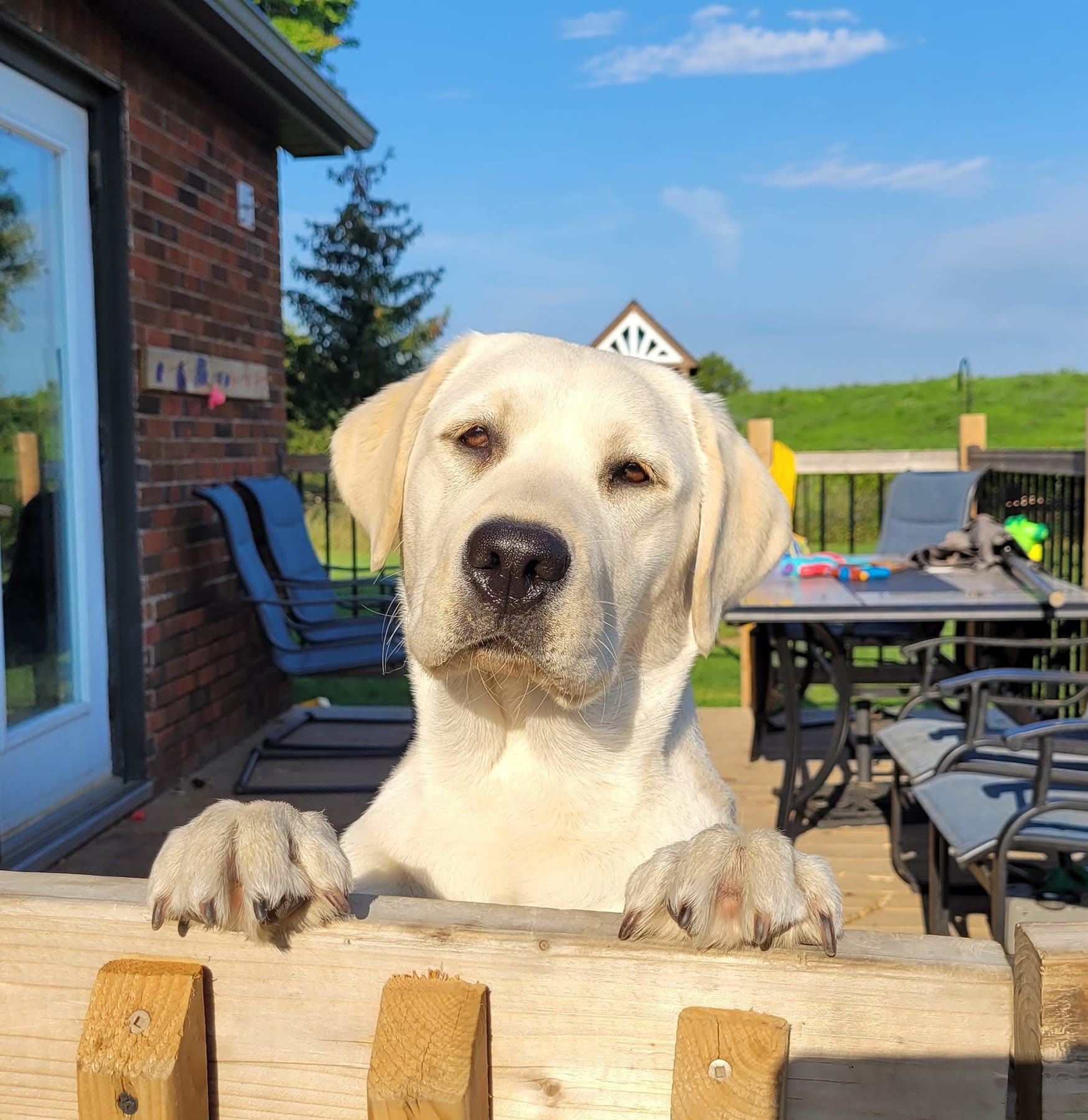 Tonka, a yellow Labrador, resting her paws on the deck railing