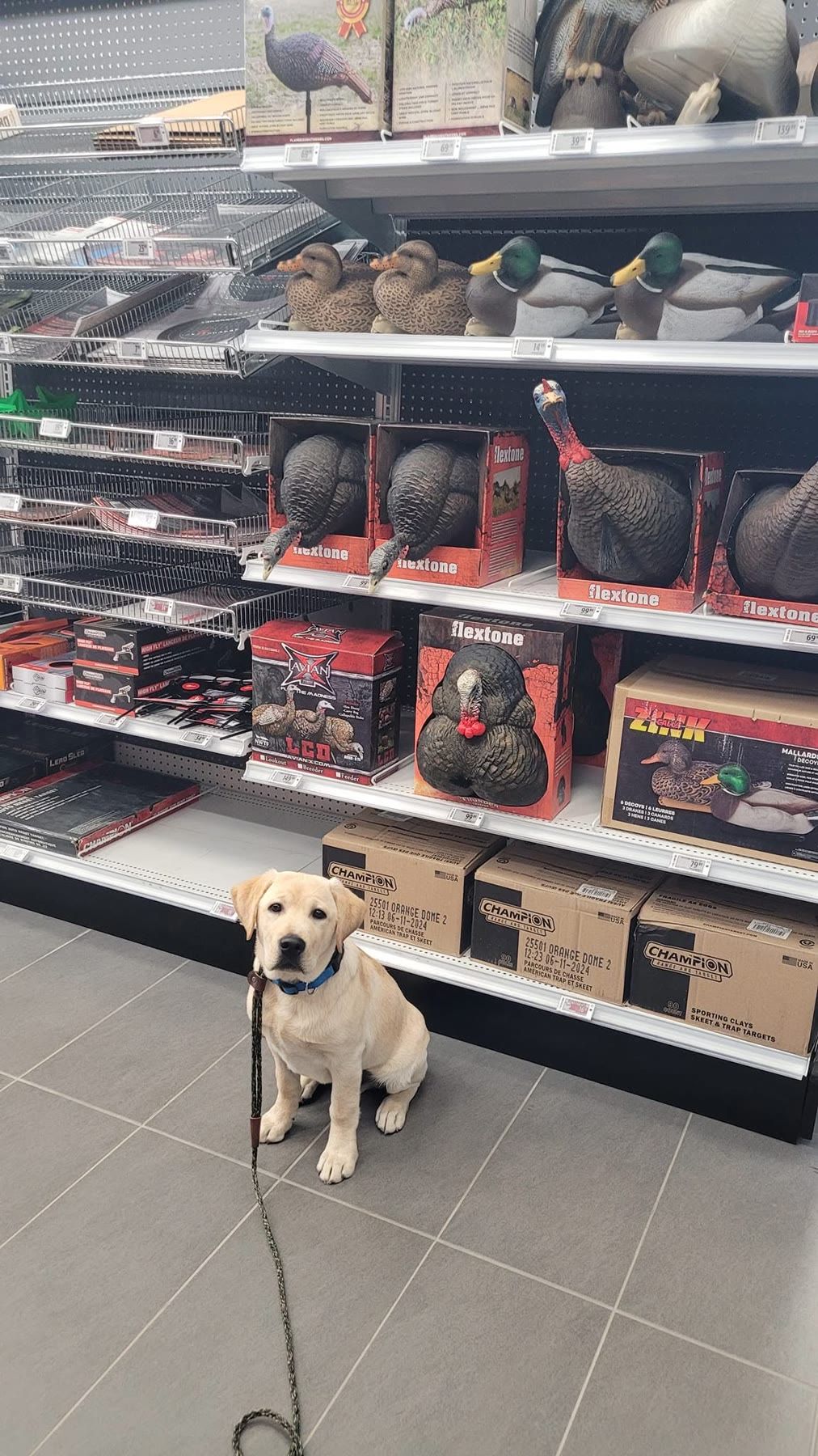 A yellow Labrador puppy on a loose leash practicing manners in a store aisle